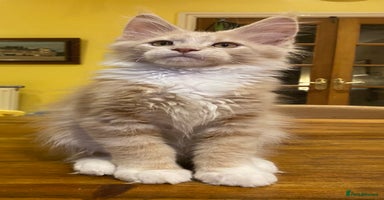 Maine Coon cats - Advert 3