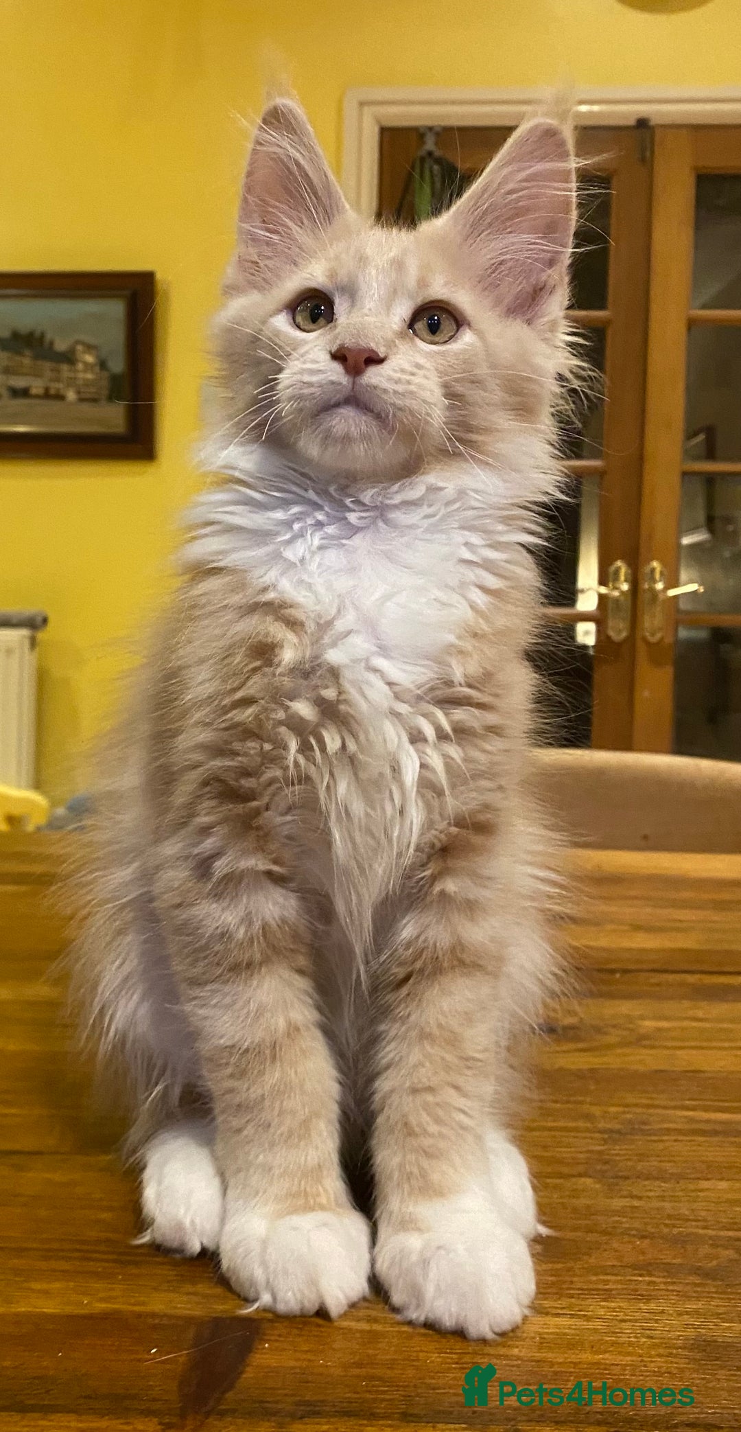 Maine Coon cats for sale: Beautiful Maine Coon Kitten - Champion Lines - Image 3
