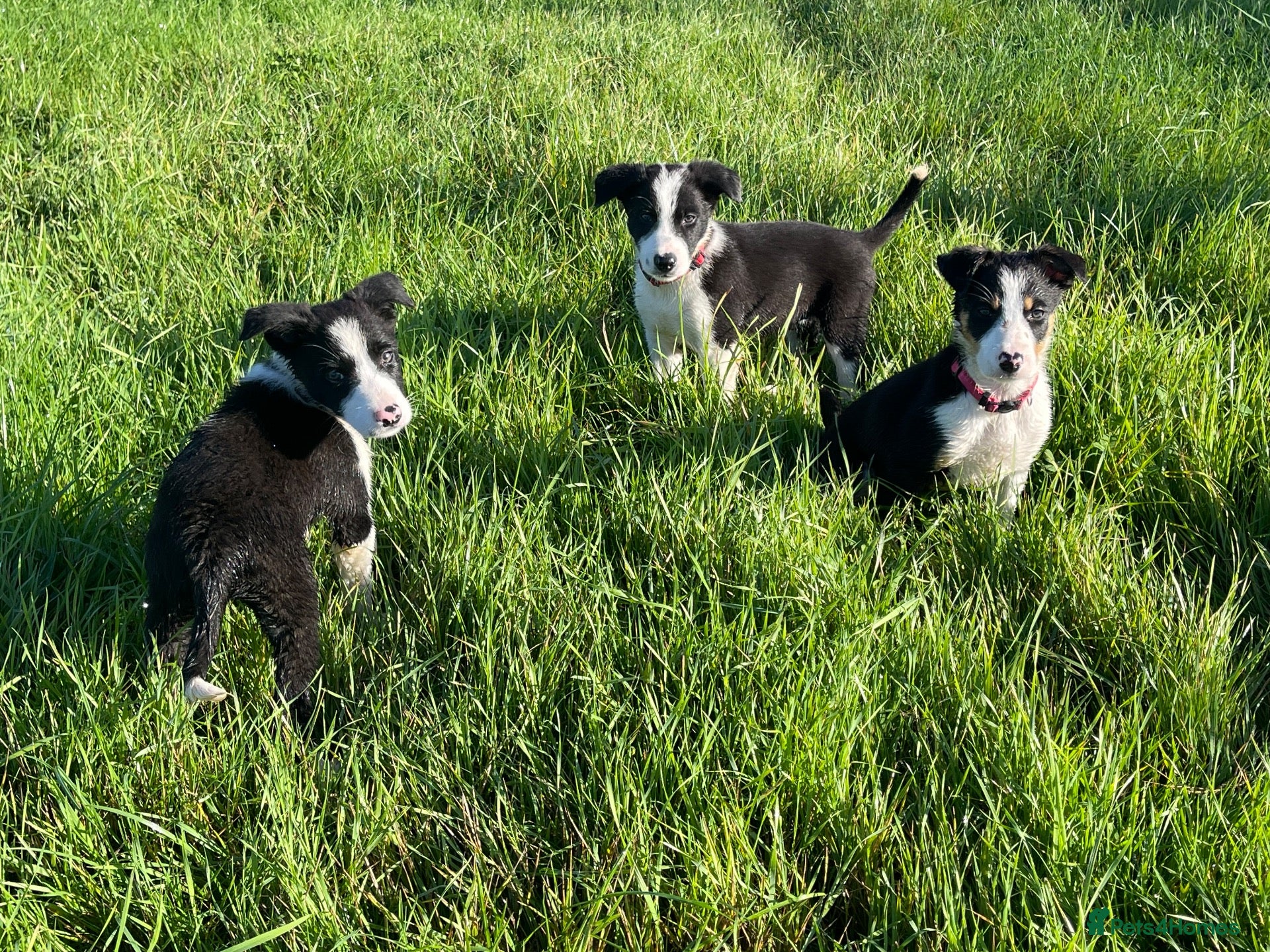 Border Collie dogs 5 Boarder Collie Puppies 8 weeks ready now - Advert 1