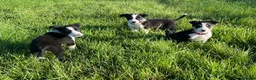Border Collie dogs for sale: 5 Boarder Collie Puppies 8 weeks ready now in Ashbourne - Advert 1