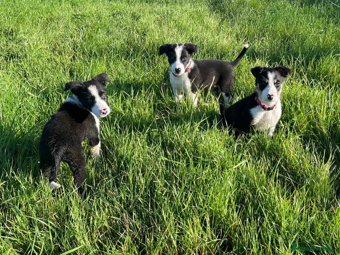 Border Collie dogs for sale: 5 Boarder Collie Puppies 8 weeks ready now in Ashbourne - Advert 1
