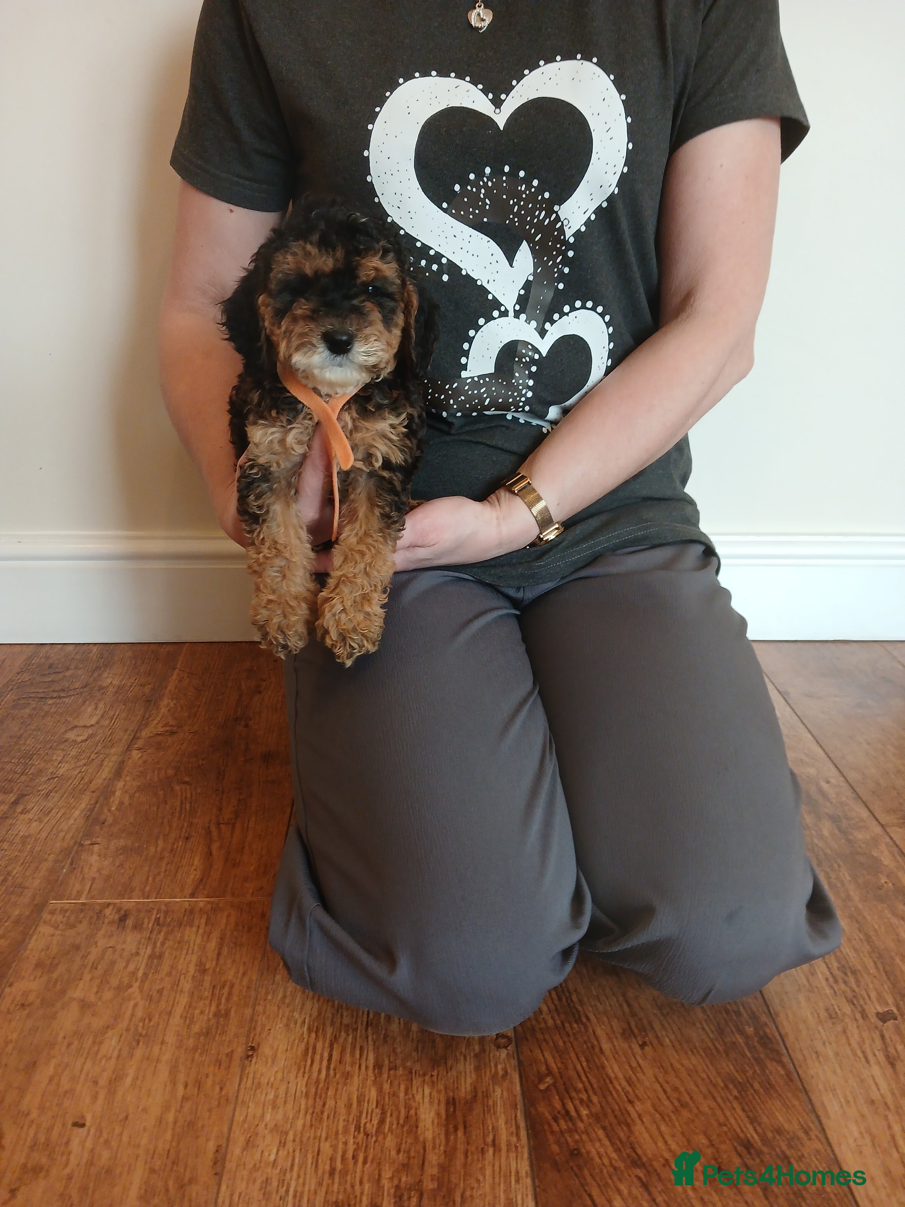 Cockapoo dogs Cockapoo puppies  - Advert 3