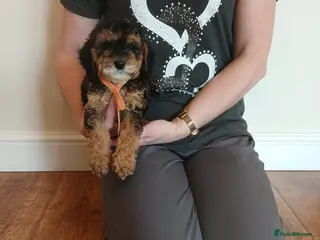 Cockapoo dogs Cockapoo puppies - Advert 3