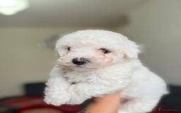 Mixed Breed dogs for sale: Bichon Maltese & Frise  - Image 1