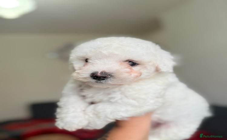 Mixed Breed dogs - Advert 1