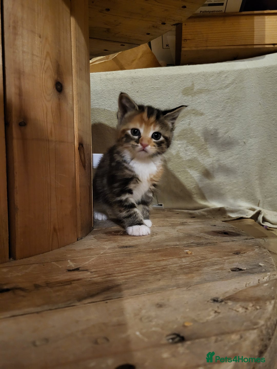 Mixed Breed cats for sale: Mixed kittens for sale, wide range of variety. - Advert 9