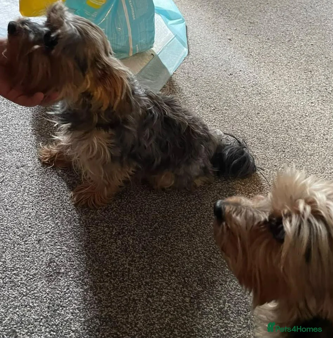 Yorkshire Terrier dogs for sale: 😍 Yorkshire terrier puppies 😍 - Advert 17