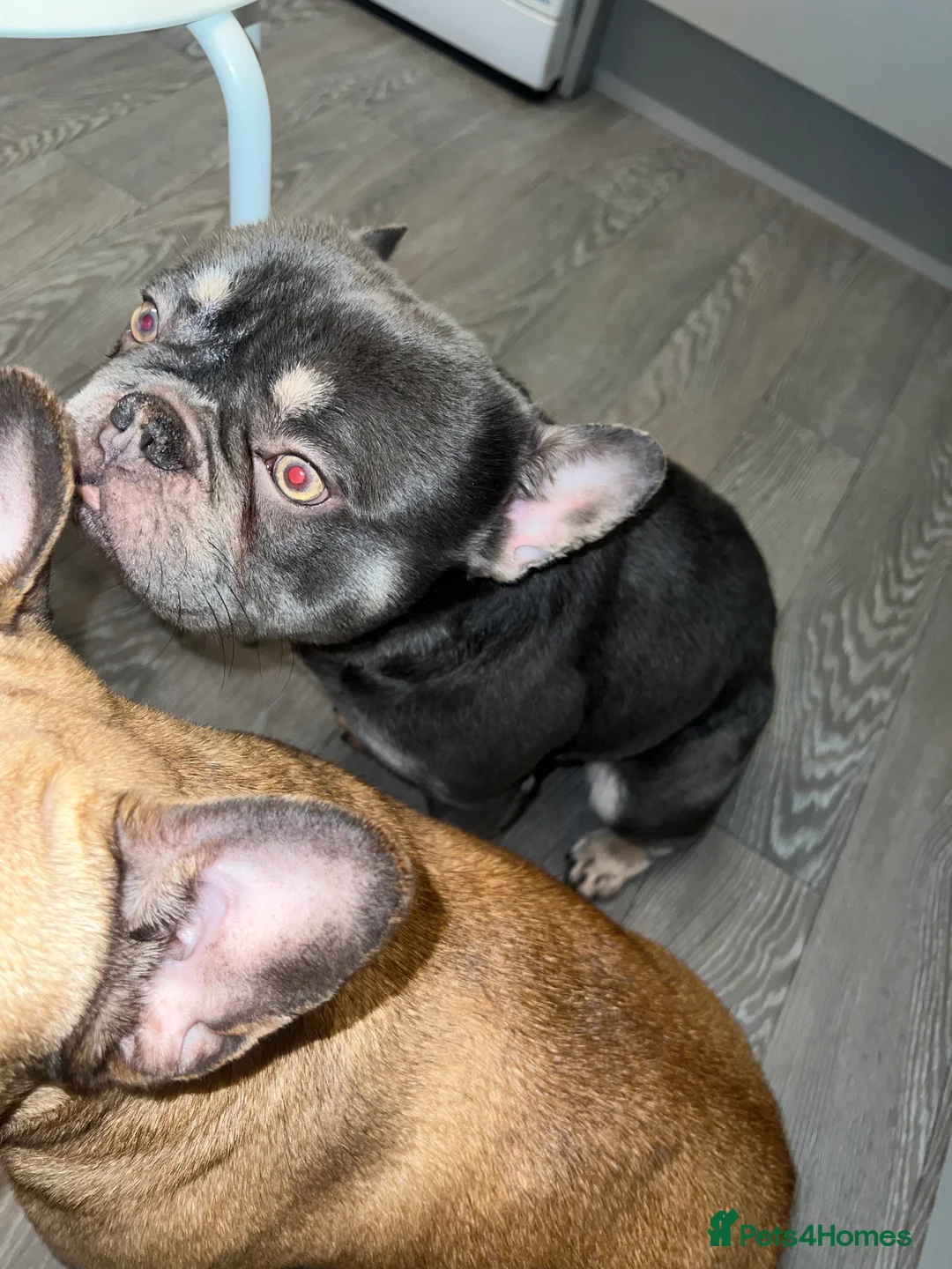 French Bulldog dogs for sale: Adorable 3-Year-Old Male & Female French Bulldog - Advert 3