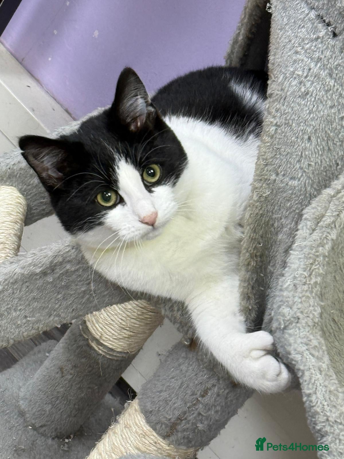 Mixed Breed cats Rare Polydactyl Boy and Sister - Advert 1