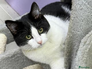 Mixed Breed cats Rare Polydactyl Boy and Sister - Advert 5