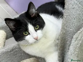 Mixed Breed cats Rare Polydactyl Boy and Sister - Advert 18