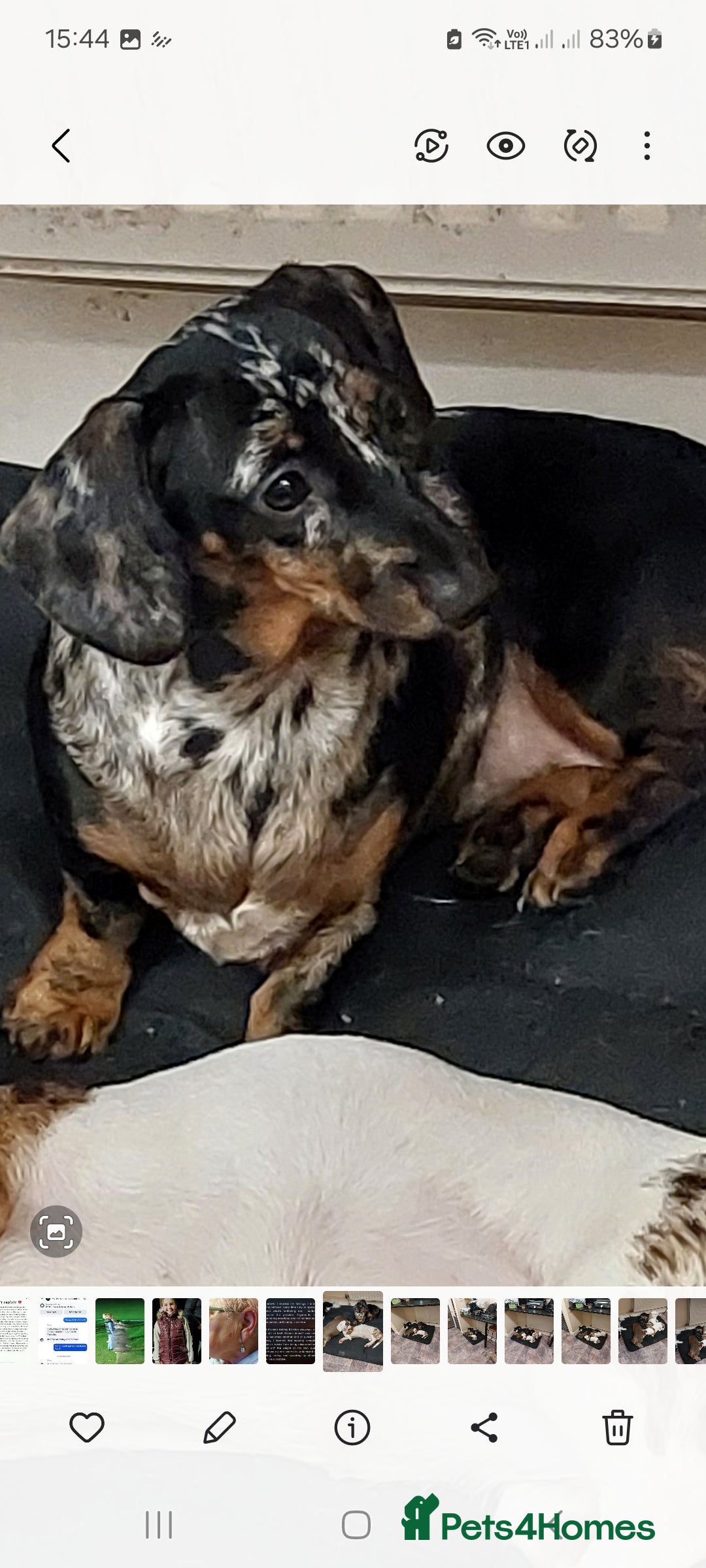 Dachshund dogs for sale: Miniture Dauchound girl - Advert 2
