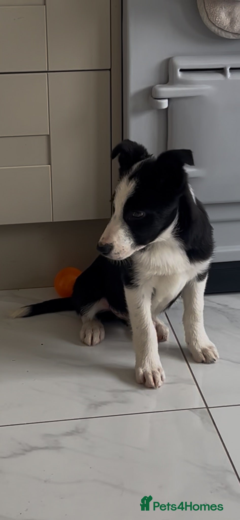 Border Collie dogs Two dogs available  - Advert 1