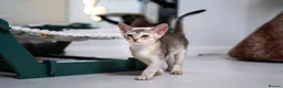 Abyssinian cats for sale: Buddy-Silver Abyssinian boy-Available-TOP quality - Advert 2