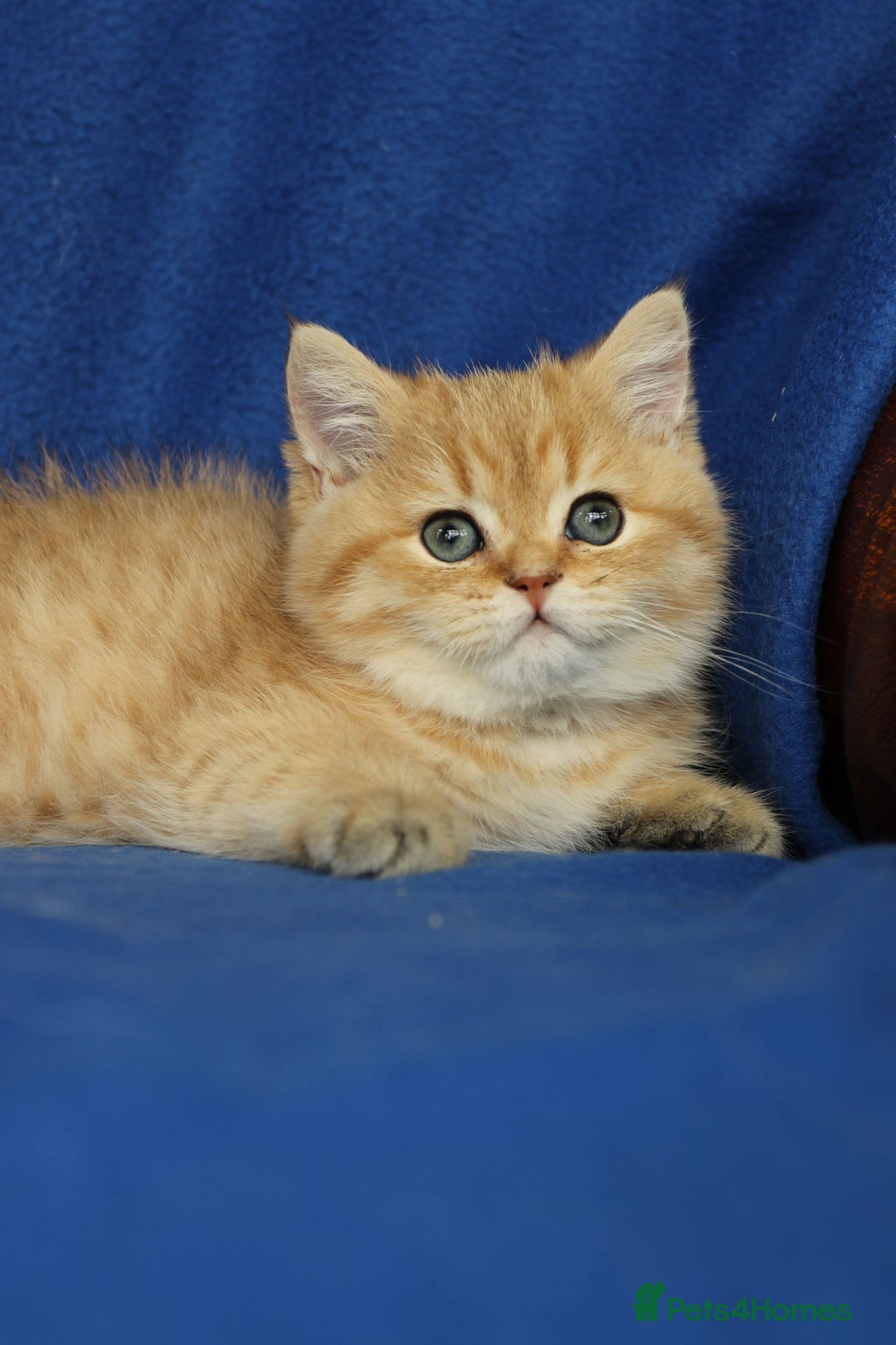 Exotic cats for sale: Beautiful golden male exotic kitten  - Image 3