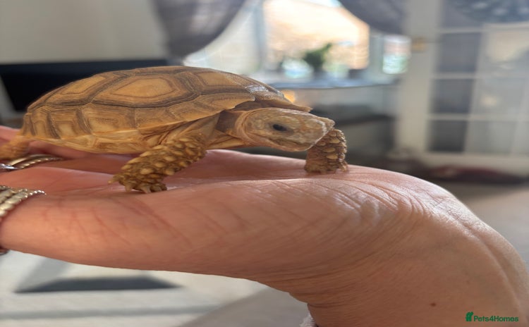 Tortoise reptiles - Advert 14