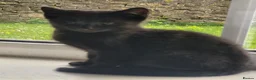Domestic Shorthair cats for sale: 4 Kittens looking for new forever homes - Advert 17