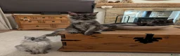 Maine Coon cats for sale: ⚜️ black smoke maine coon queen ⚜️ - Advert 9