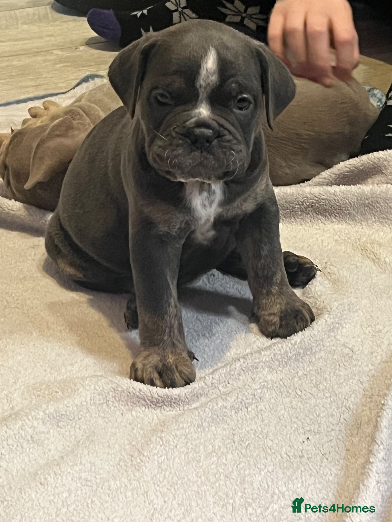 Olde English Bulldogge dogs Beautiful litter  - Advert 3