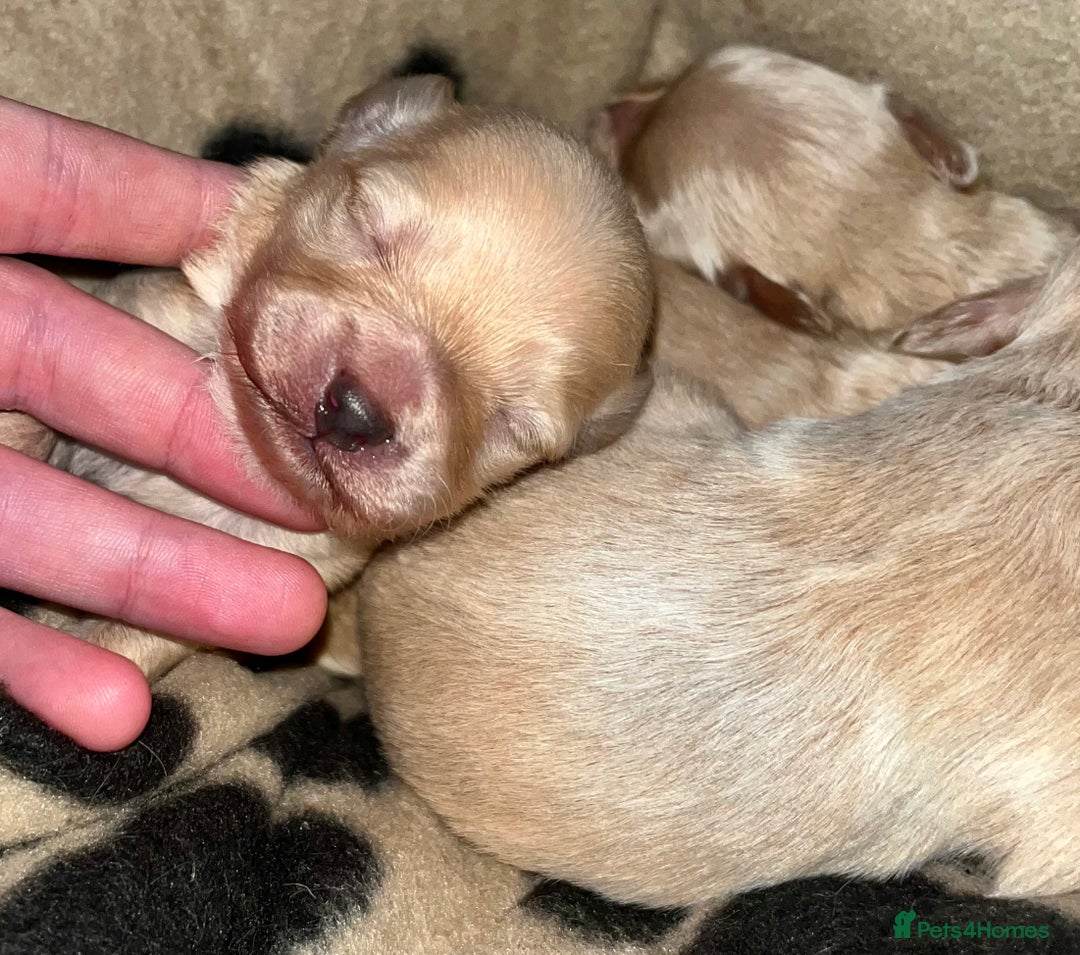 Maltipoo dogs for sale: F1 tiny Maltipoo Puppies 2 girls remaining!! - Advert 7