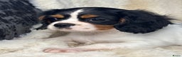 Cavalier King Charles Spaniel dogs for sale: Health tested cavalier puppies  - Advert 6