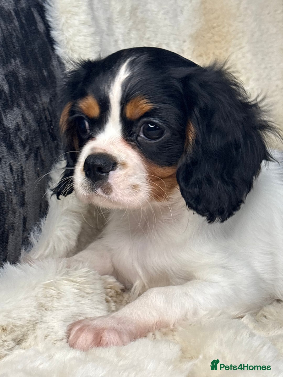Cavalier King Charles Spaniel dogs for sale: Health tested cavalier puppies  - Advert 6