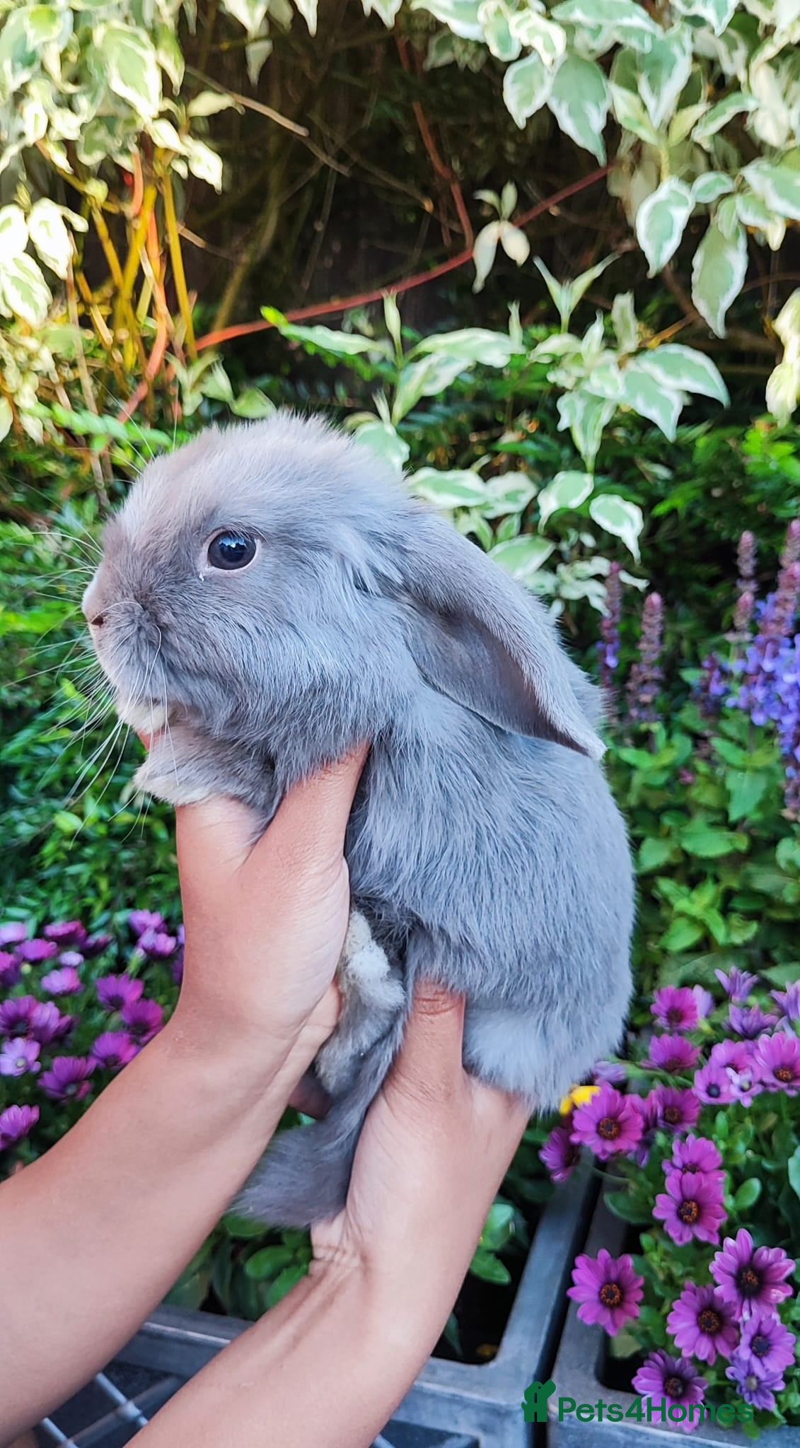 Mini Lop rabbits Mini lop  - Advert 2