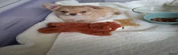 Chihuahua dogs for sale: Chihuahua  in Swansea - Advert 6
