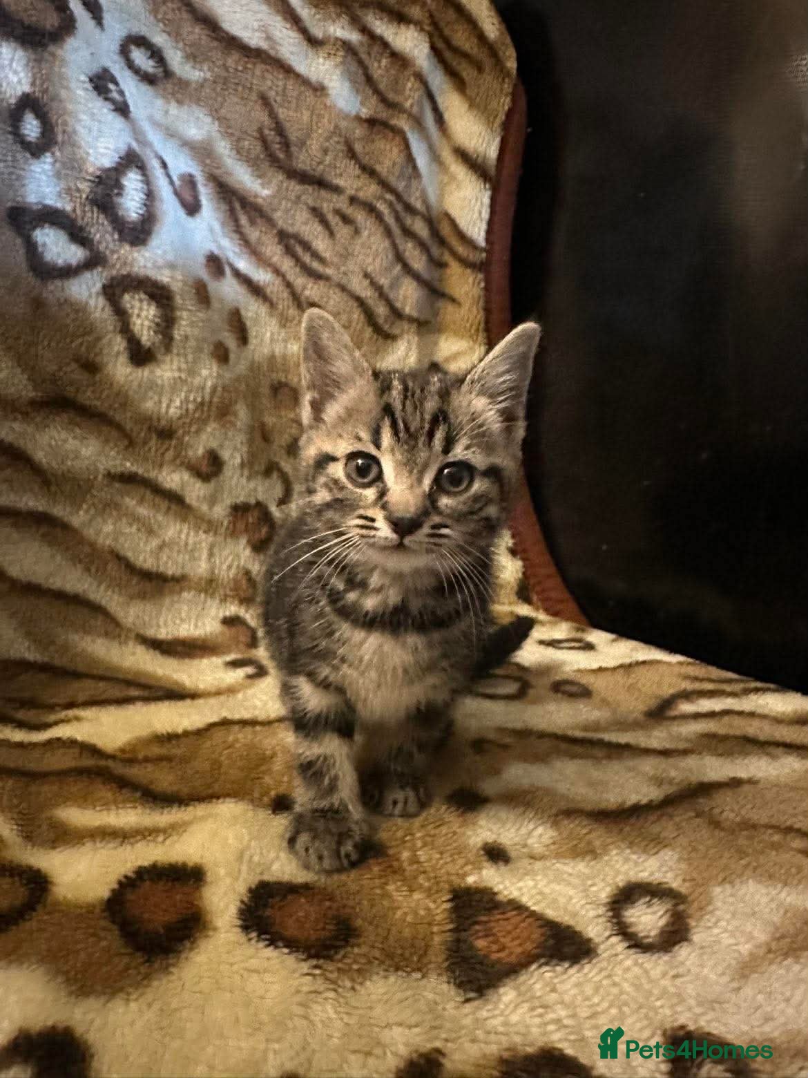 Mixed Breed cats 4 beautiful kittens for sale  - Advert 4