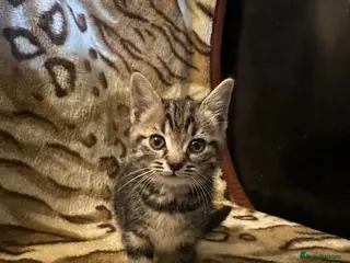 Mixed Breed cats 4 beautiful kittens for sale - Advert 11