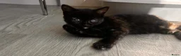 British Shorthair cats for sale: Female Kitten  in Darwen - Advert 7