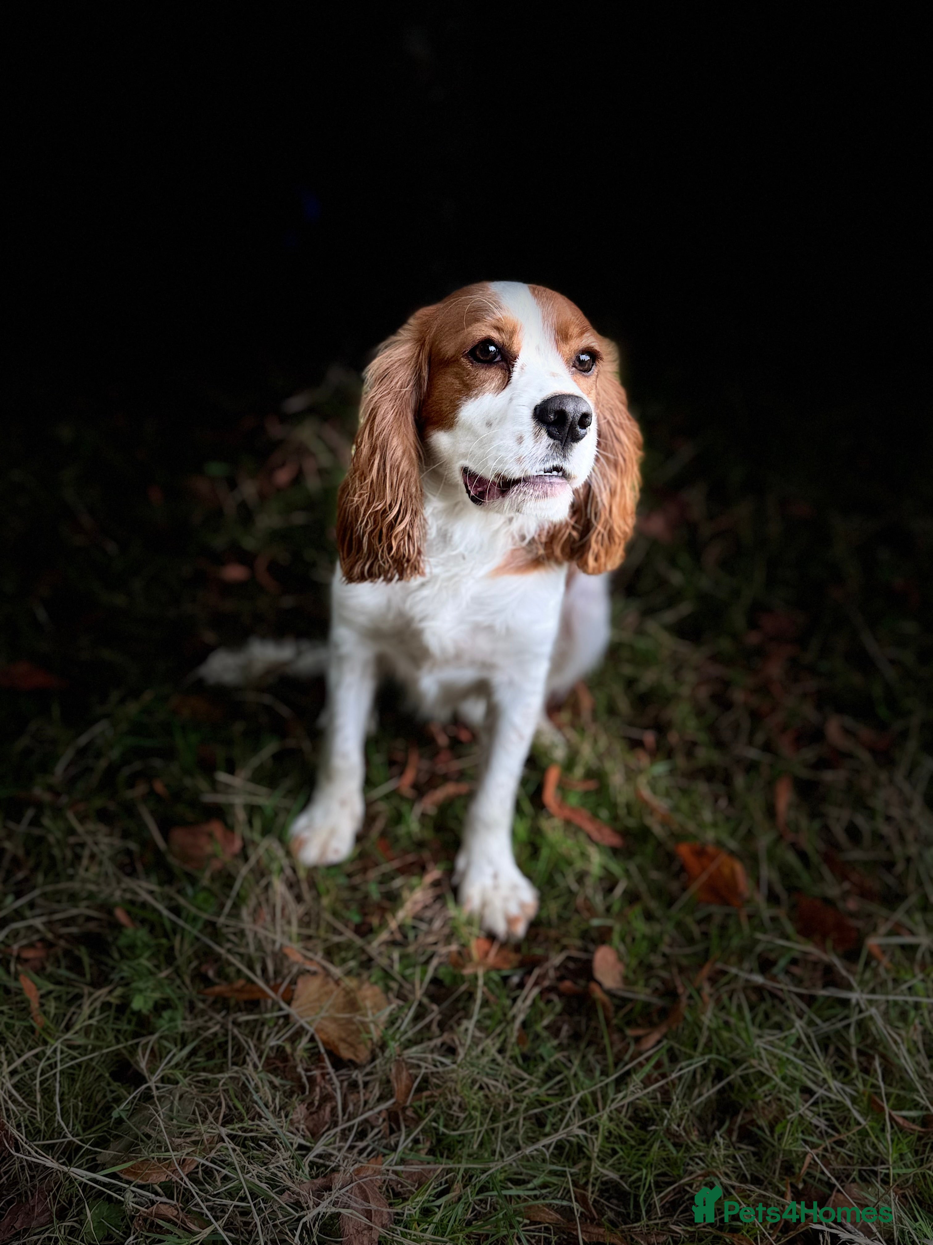 Cockalier dogs 1 year old male cockalier - Advert 1
