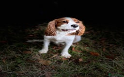 Cockalier dogs for sale: 9 month old male cockalier - Image 1