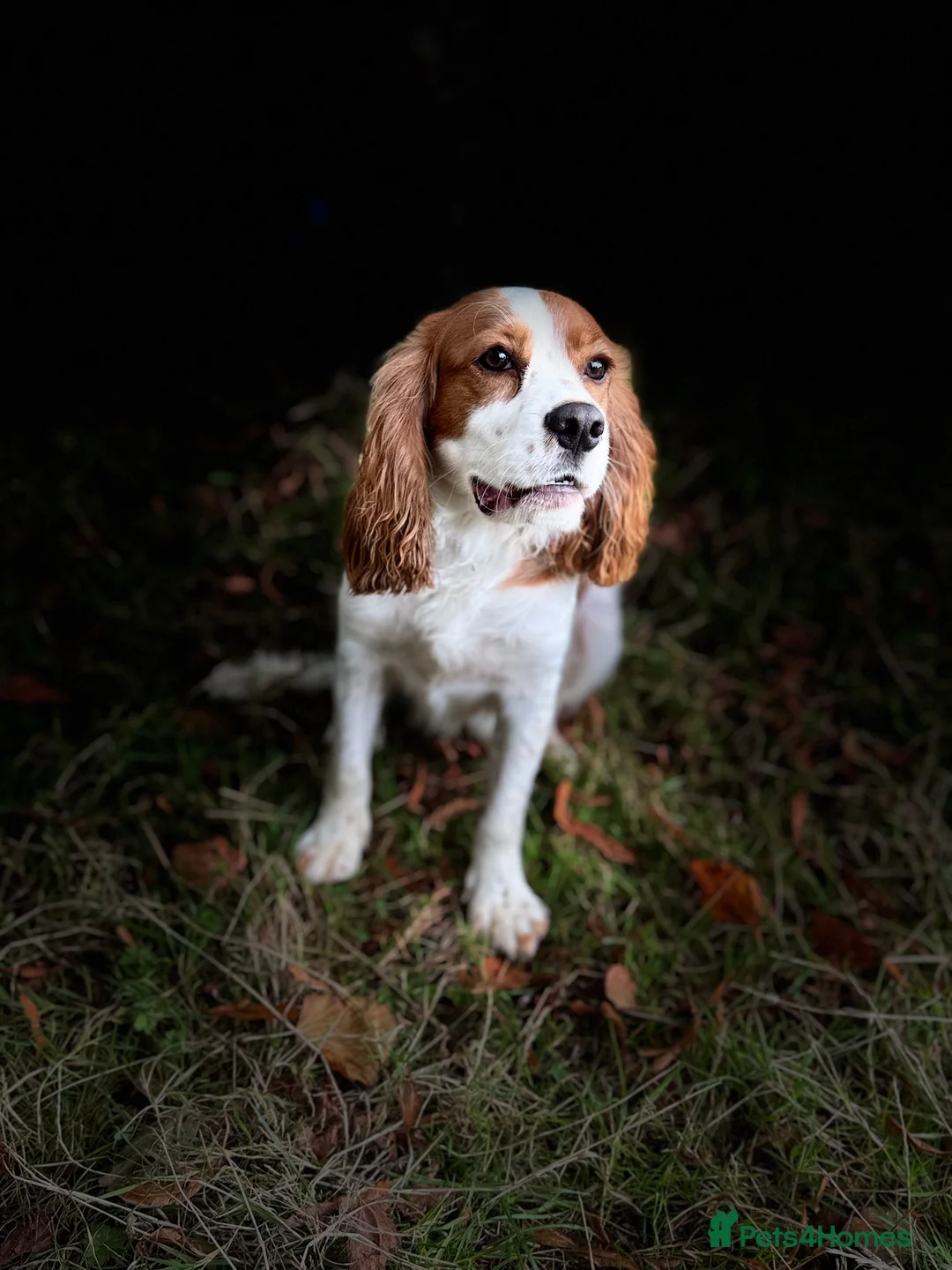Cockalier dogs for sale: 1 year old male cockalier - Advert 1