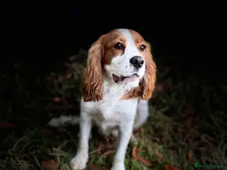 Cockalier dogs 1 year old male cockalier - Advert 2