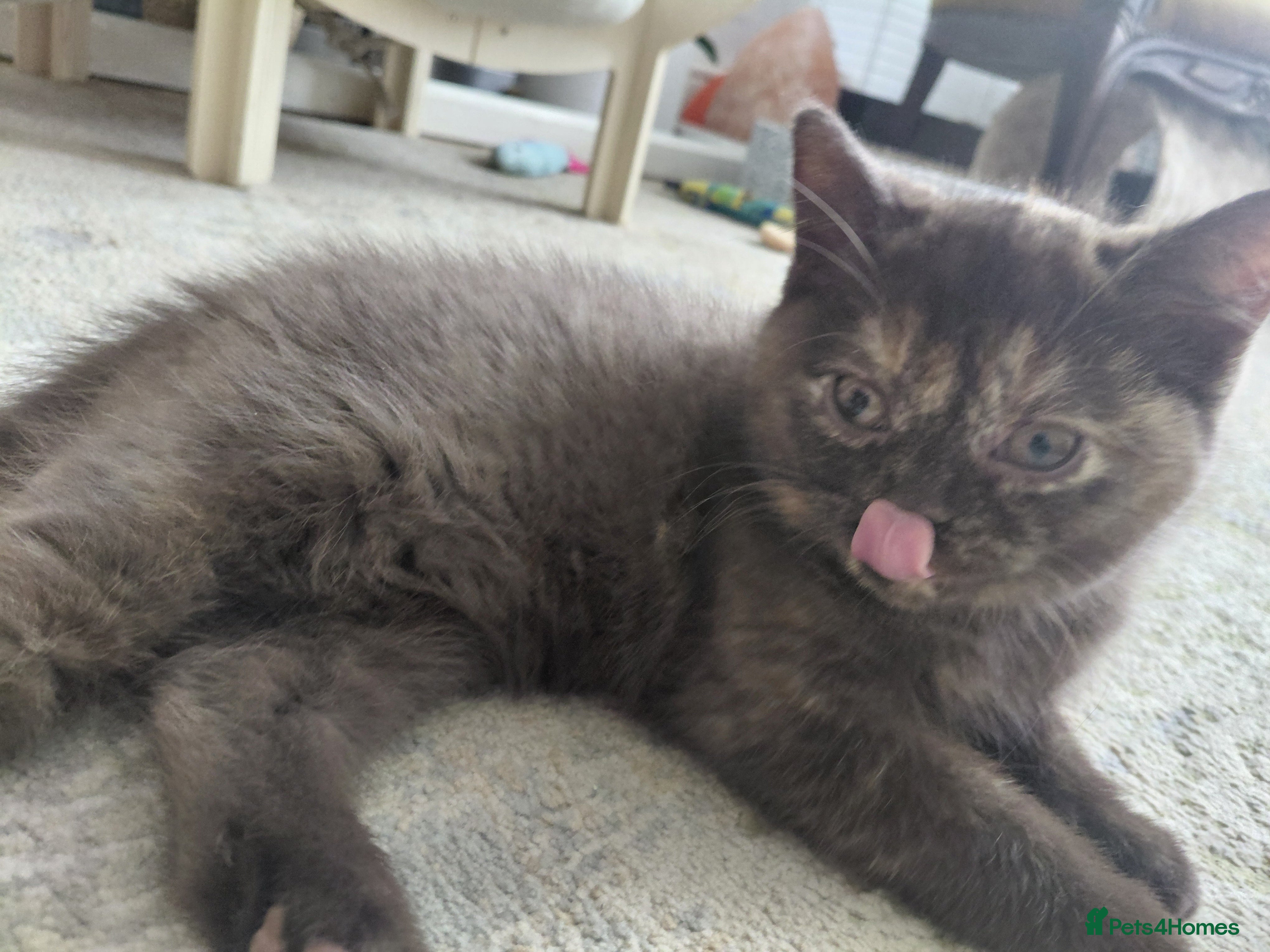 British Shorthair cats 5 British shorthair kittens - Advert 2