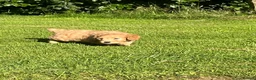 Labradoodle dogs for sale: Gorgeous healthy vet checked labradoodle puppies - Advert 8