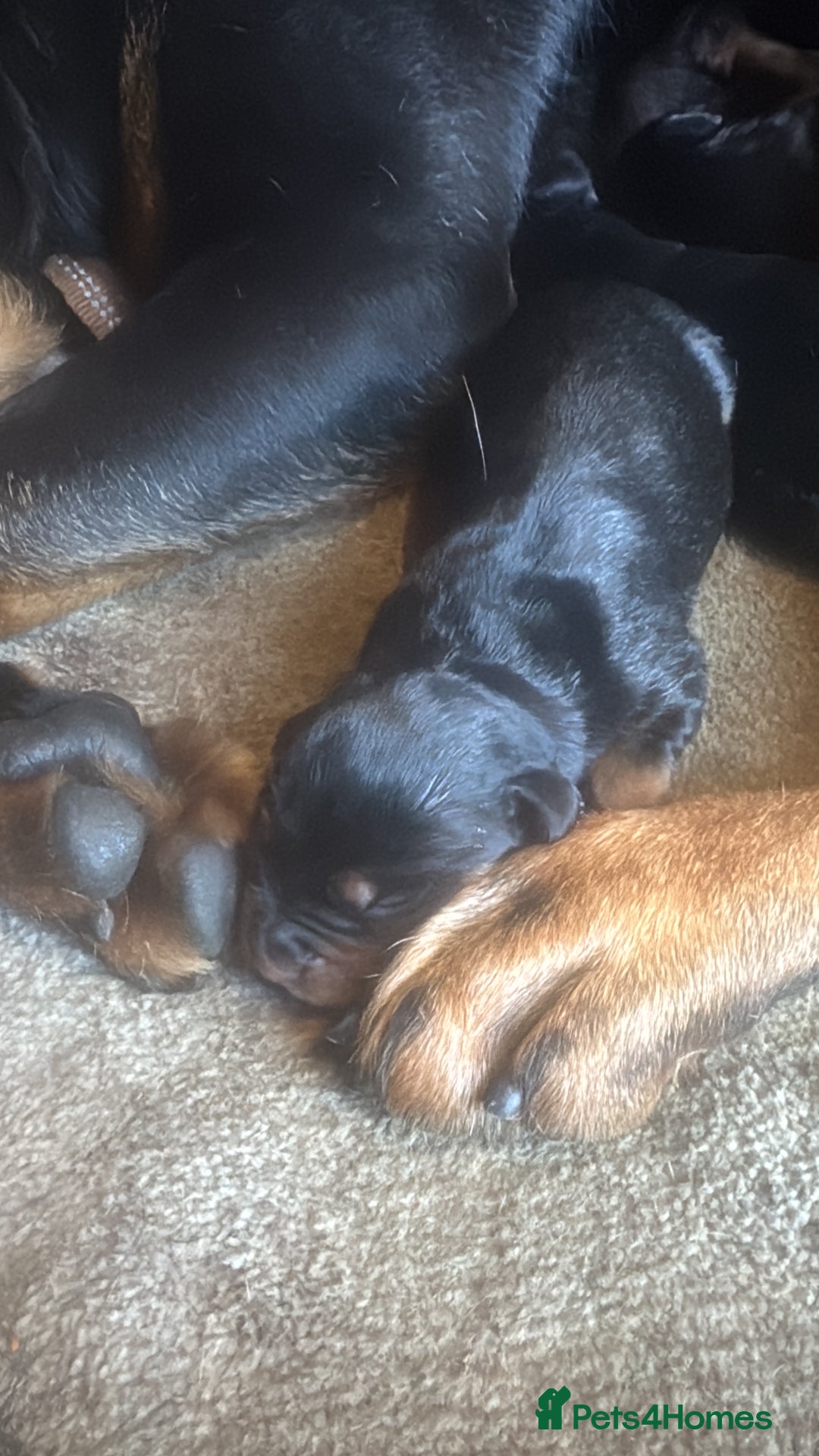 Rottweiler dogs for sale: Puppy’s ready to go - Advert 4