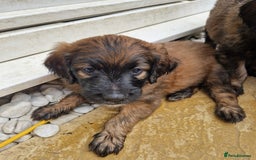 Goldendoodle dogs for sale: MultiGen Goldendoodles  - Image 12