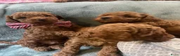 Toy Poodle dogs for sale: Poodle's toy will be fully grown 8-10 lbs - Advert 12