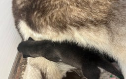 Siberian Husky dogs for sale: full-breed Siberian Husky Puppies  - Image 5