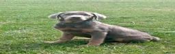 Labrador Retriever dogs for sale: Big beautiful chunky Labrador puppies - Advert 4