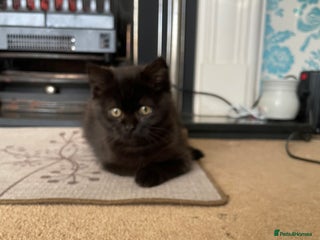 British Shorthair cats British shorthair chocolate brown mocha kitten - Advert 4