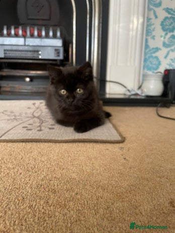 British Shorthair cats British shorthair chocolate brown mocha kitten - Advert 14
