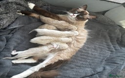 Ragdoll cats for sale: Ragdoll kittens  - Image 2