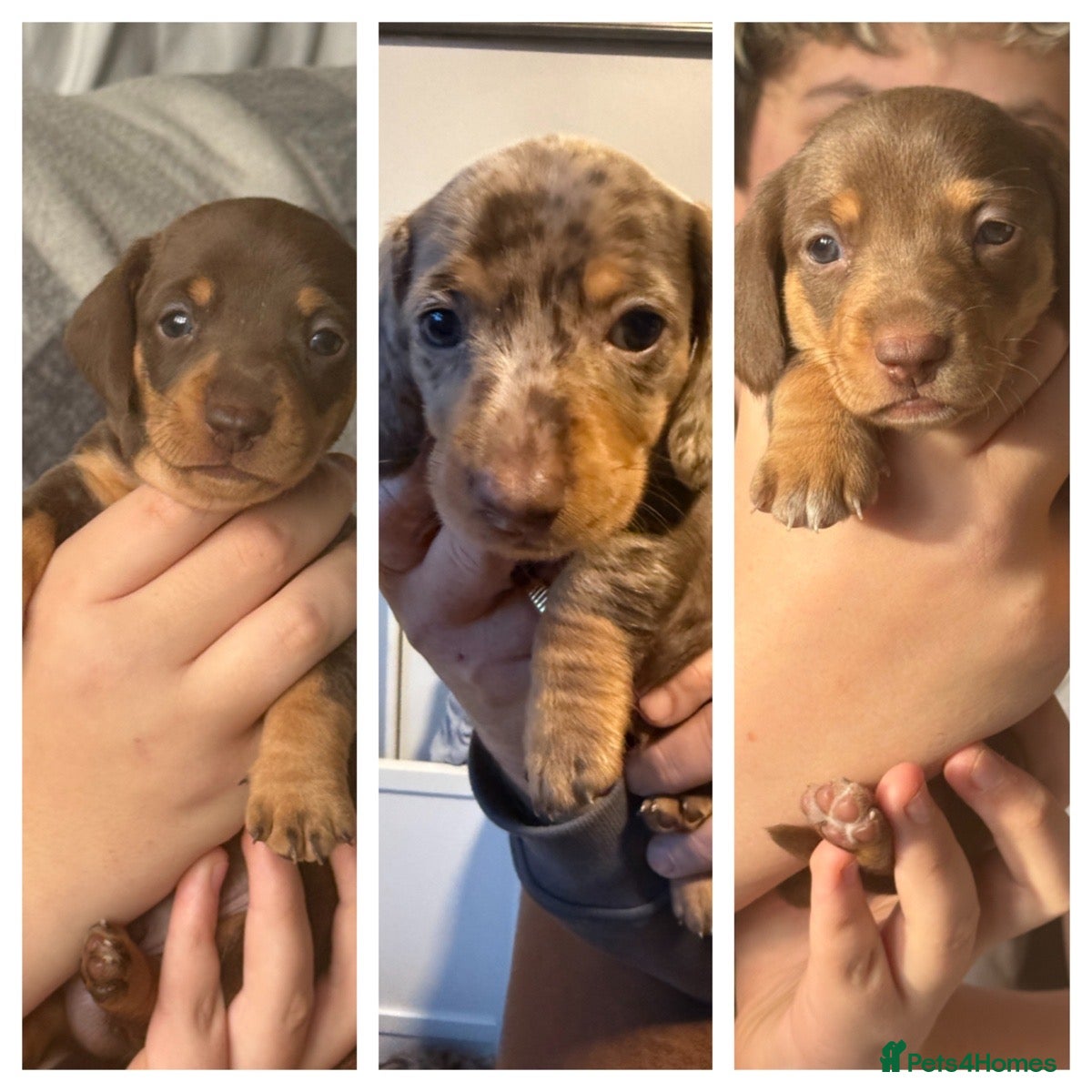 Miniature Dachshund dogs Gorgeous mini dachshunds *2 girls and 1 boy left * - Advert 3