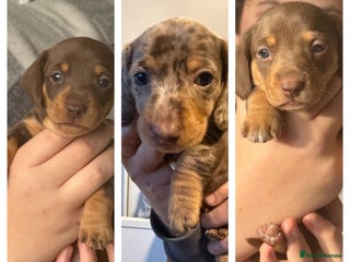 Miniature Dachshund dogs Gorgeous mini dachshunds *2 girls and 1 boy left * - Advert 3