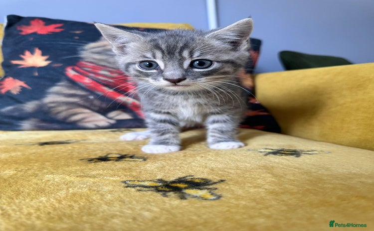 Mixed Breed cats for sale - Advert 1