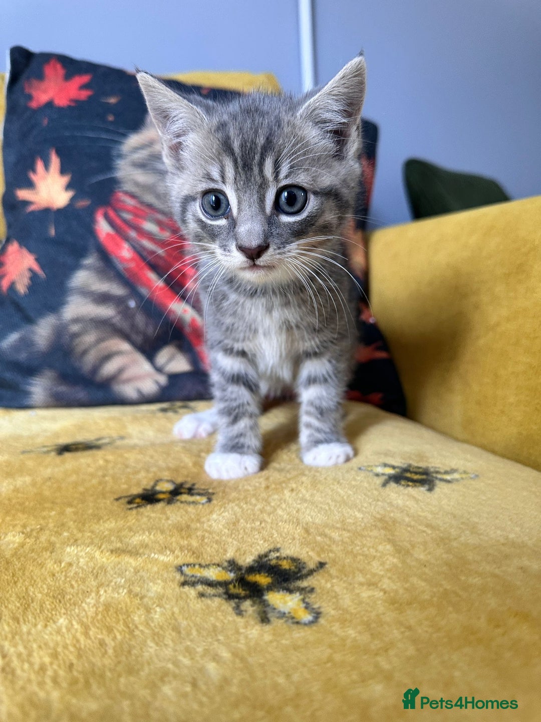Mixed Breed cats for sale: Kittens for sale - Image 1