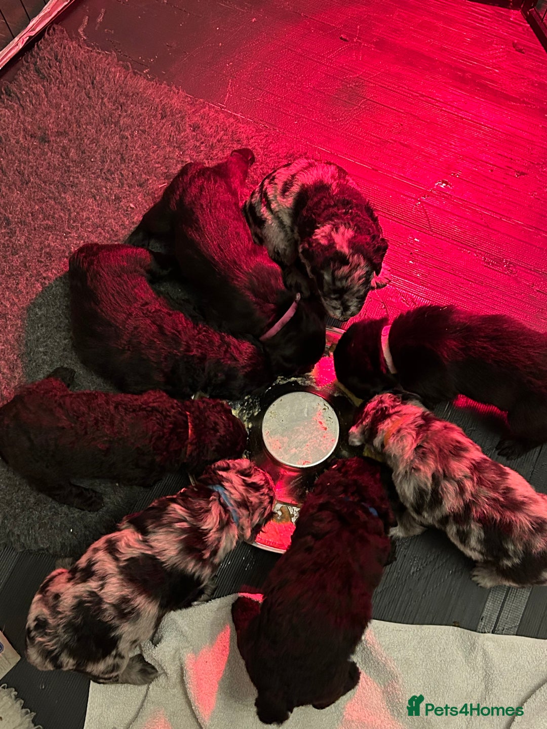 Labradoodle dogs for sale: Adorable Home-Raised F2B Labradoodle Puppies - Advert 1